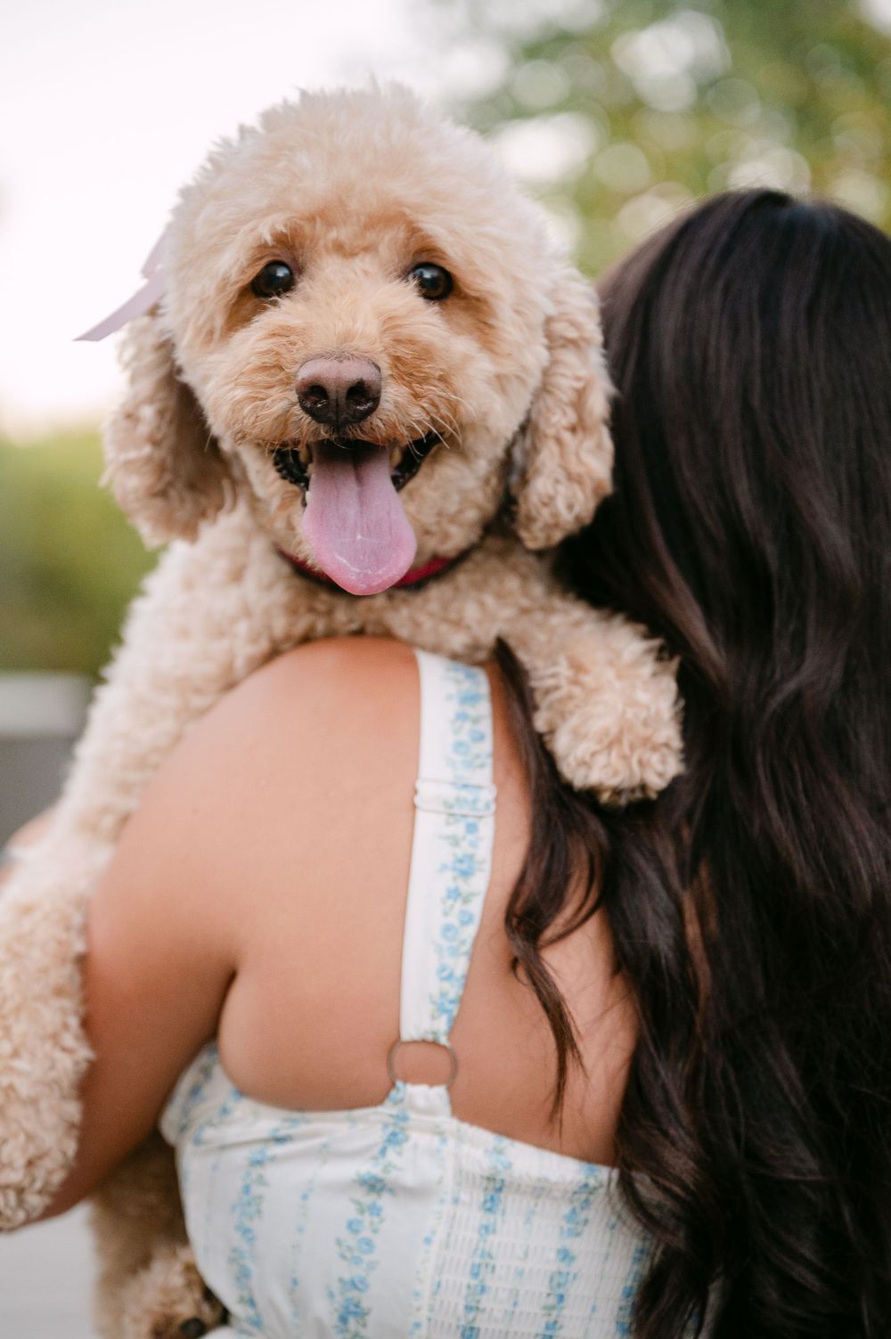 A happy golden doodle puppy with tongue out being held over the shoulder of a dark-haired woman outdoors.