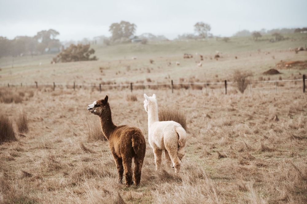 Lifestyle accommodation photography capturing alpacas and rural farm stay experience in regional Victoria