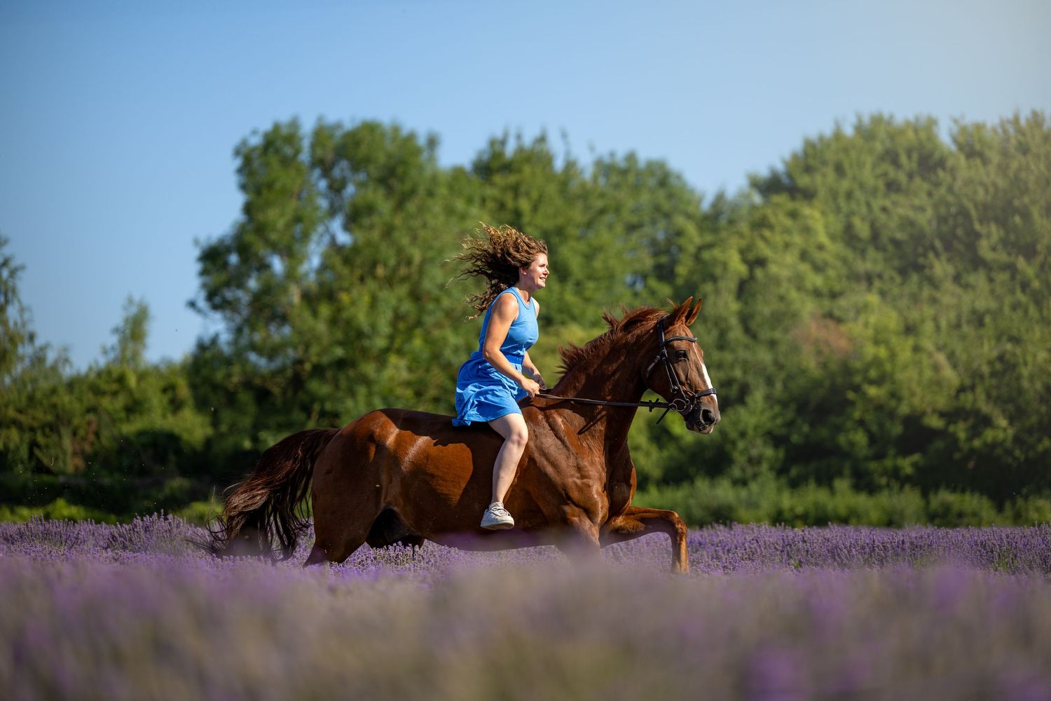 horse photography