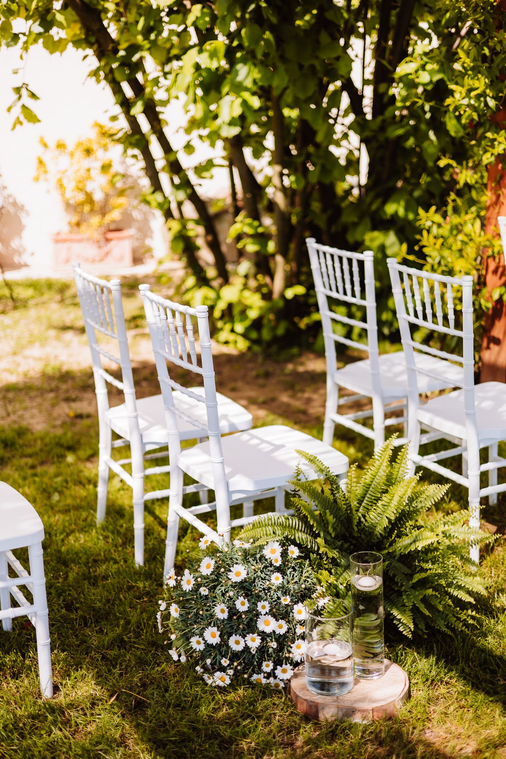 White Chiavari chairs arranged on green grass with daisy bouquet and fern decorations for an outdoor wedding ceremony.