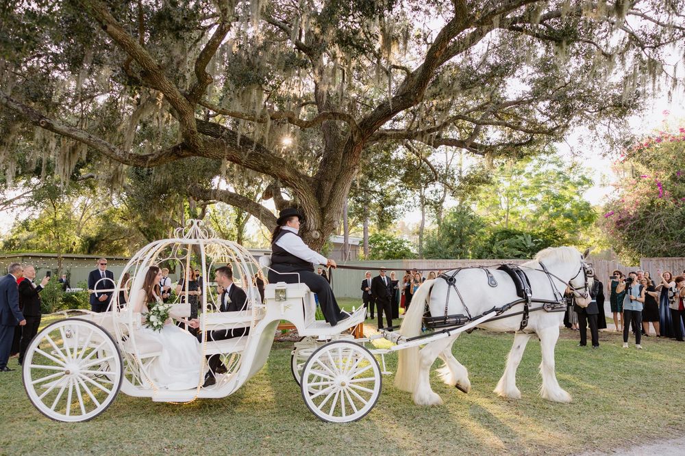 A bride and groom ride in an elegant white Cinderella horse-drawn carriage at an outdoor wedding ceremony.