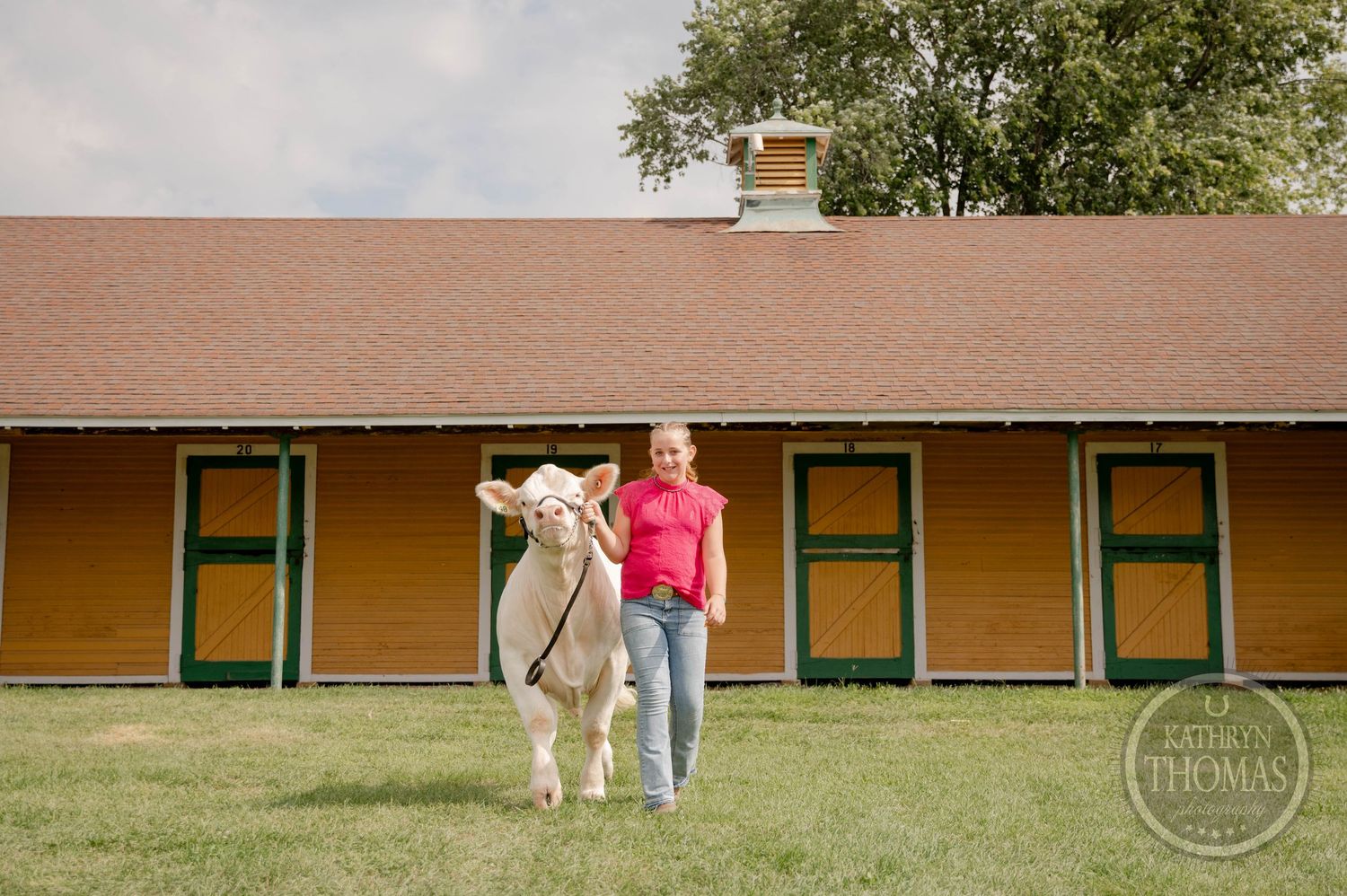A young girl in a pink shirt leads a white cow across green grass in front of a yellow barn with green doors.