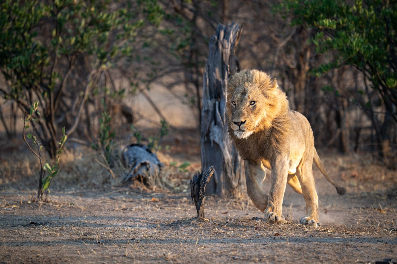 A majestic male lion walks through dry savanna brush illuminated by golden sunlight.