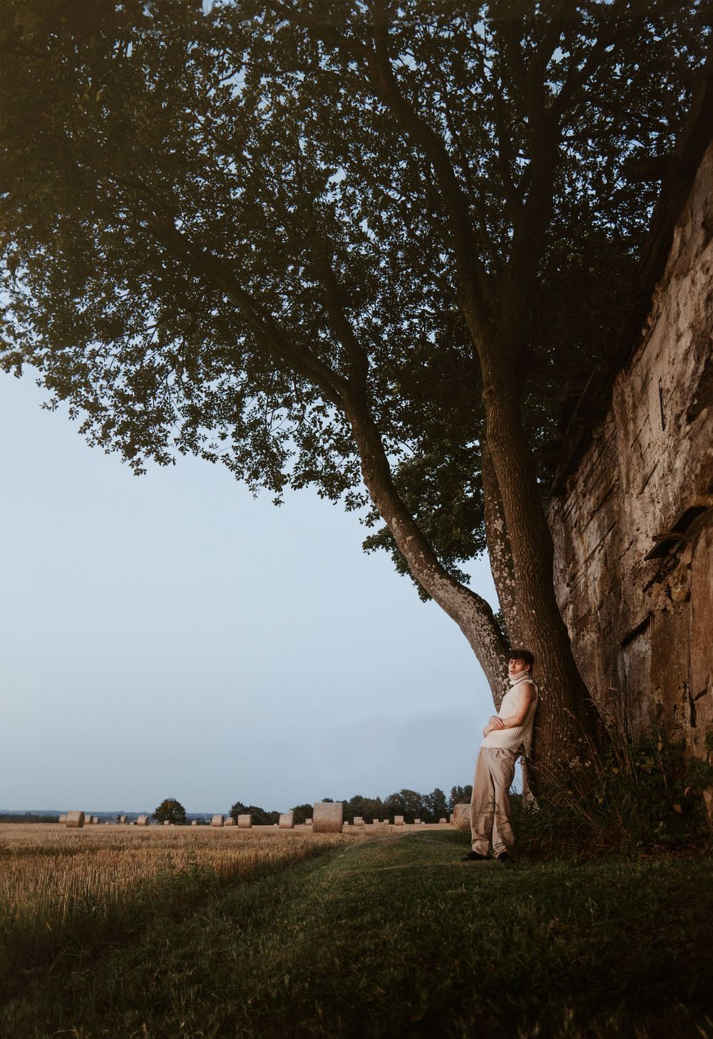 Row of large trees at sunset with silhouettes against a rural landscape.