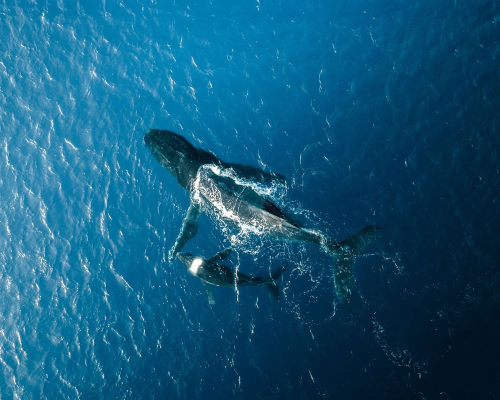 Aerial view of a humpback whale swimming through deep blue ocean waters with white spray visible from its blowhole.