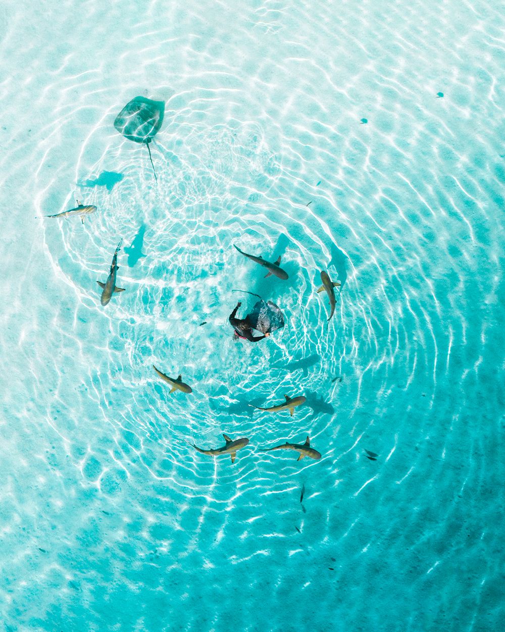 Aerial view of sharks swimming in crystal clear turquoise ocean waters creating rippling patterns.