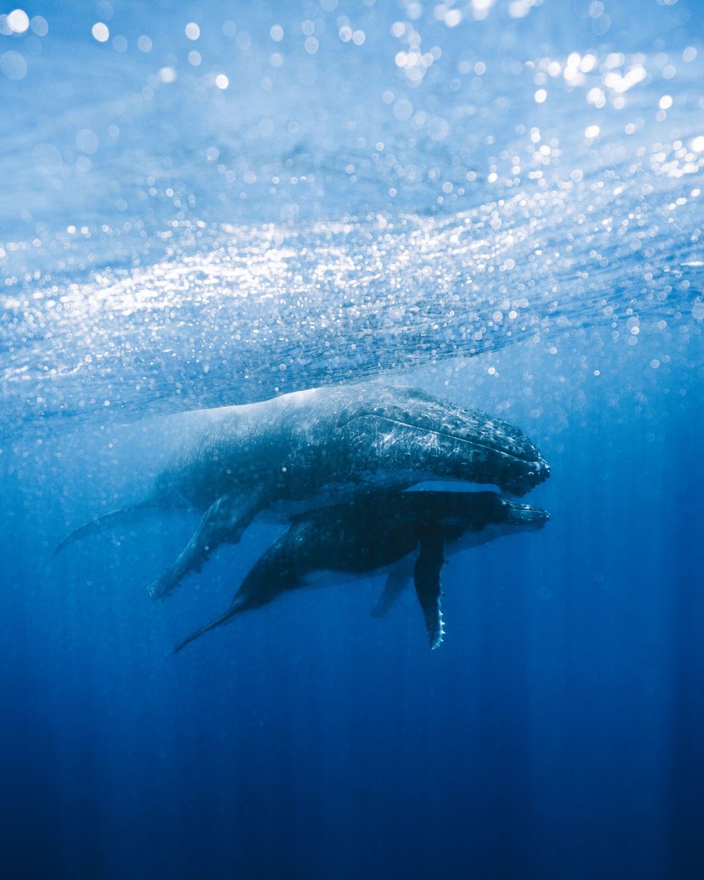 Underwater sequence showing a dolphin swimming gracefully through clear blue ocean waters with sunlight filtering from above.