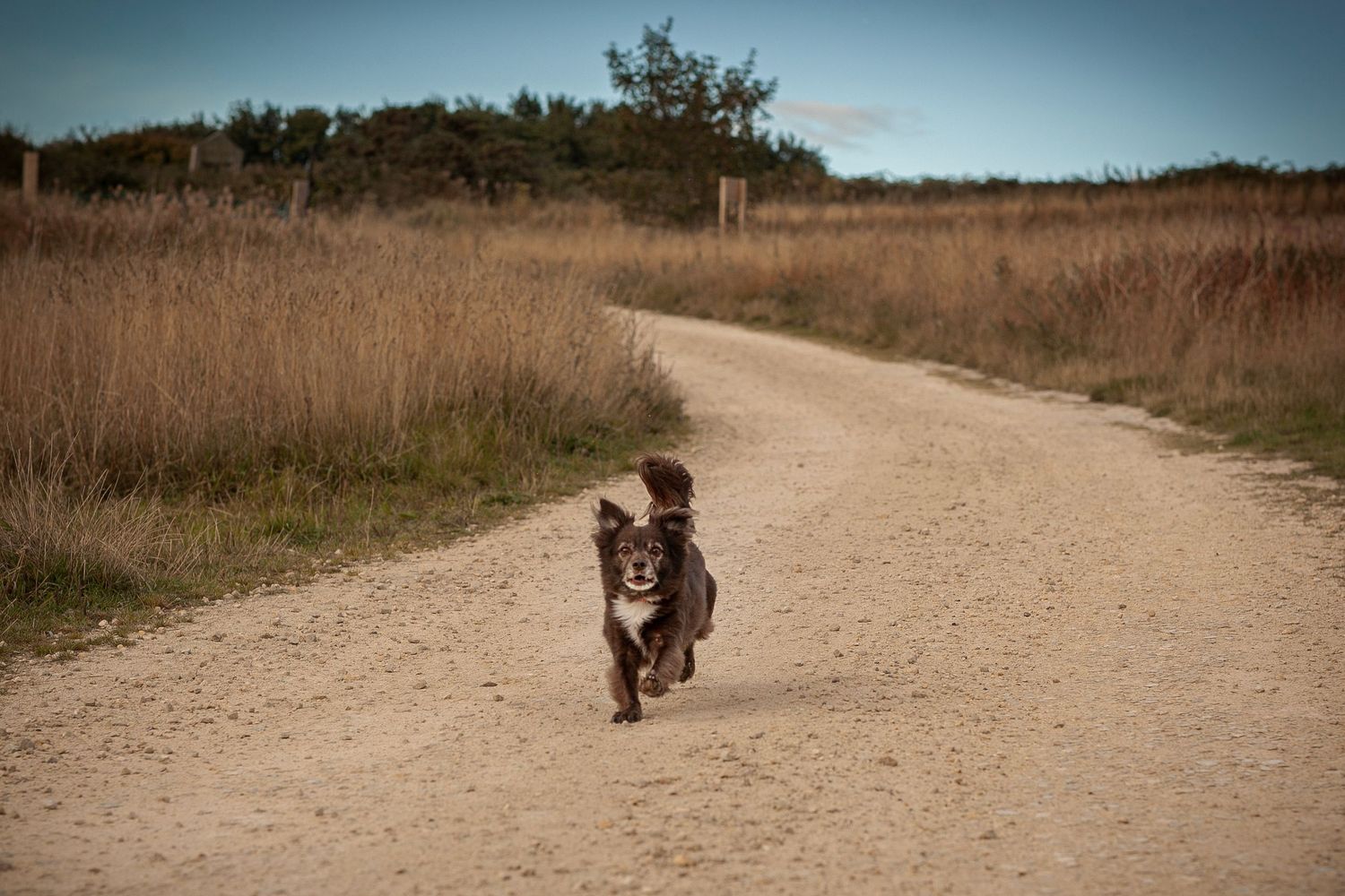 Barnsley, dog photography, dog photos, dog photographer