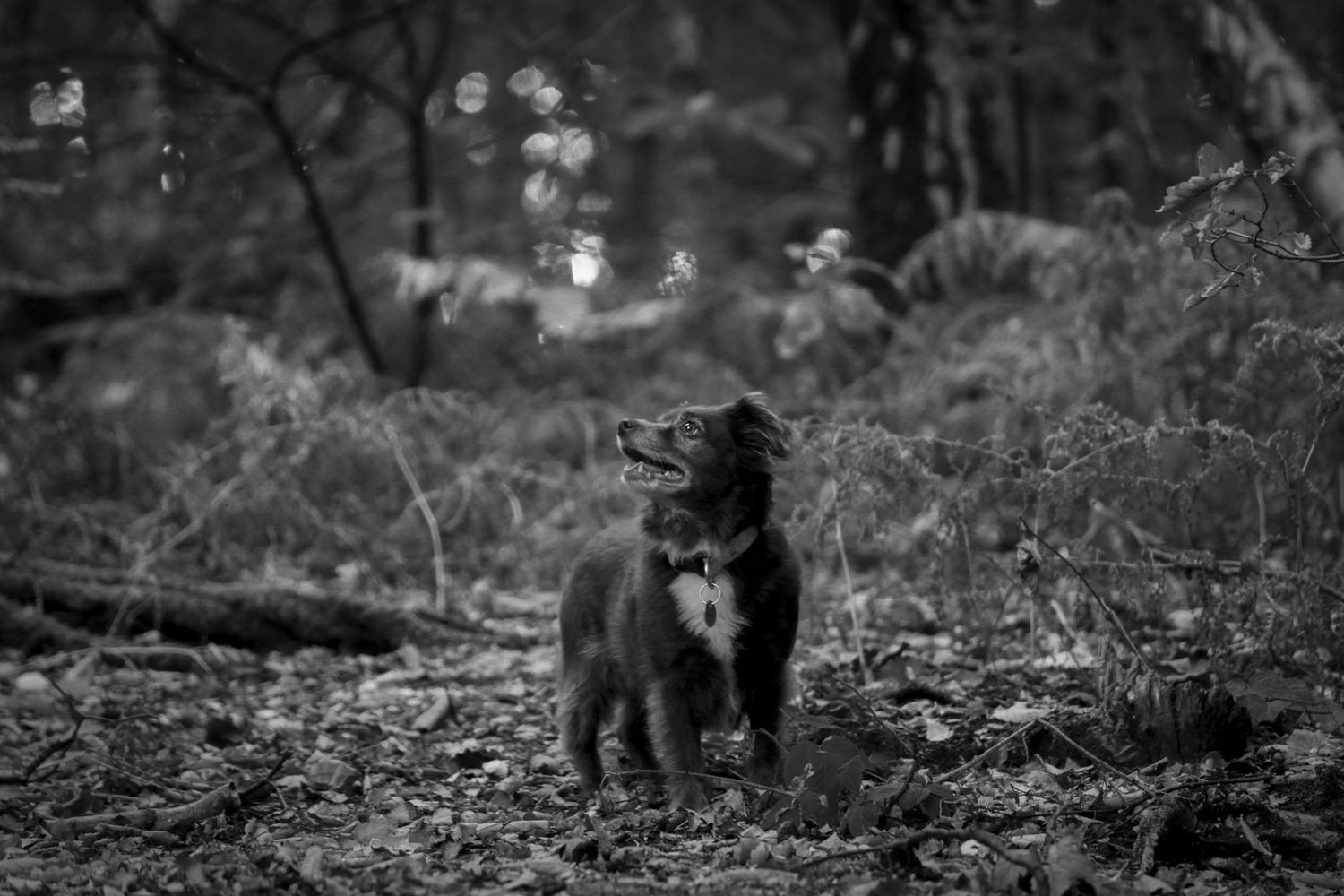 Barnsley, dog photography, dog photos, dog photographer