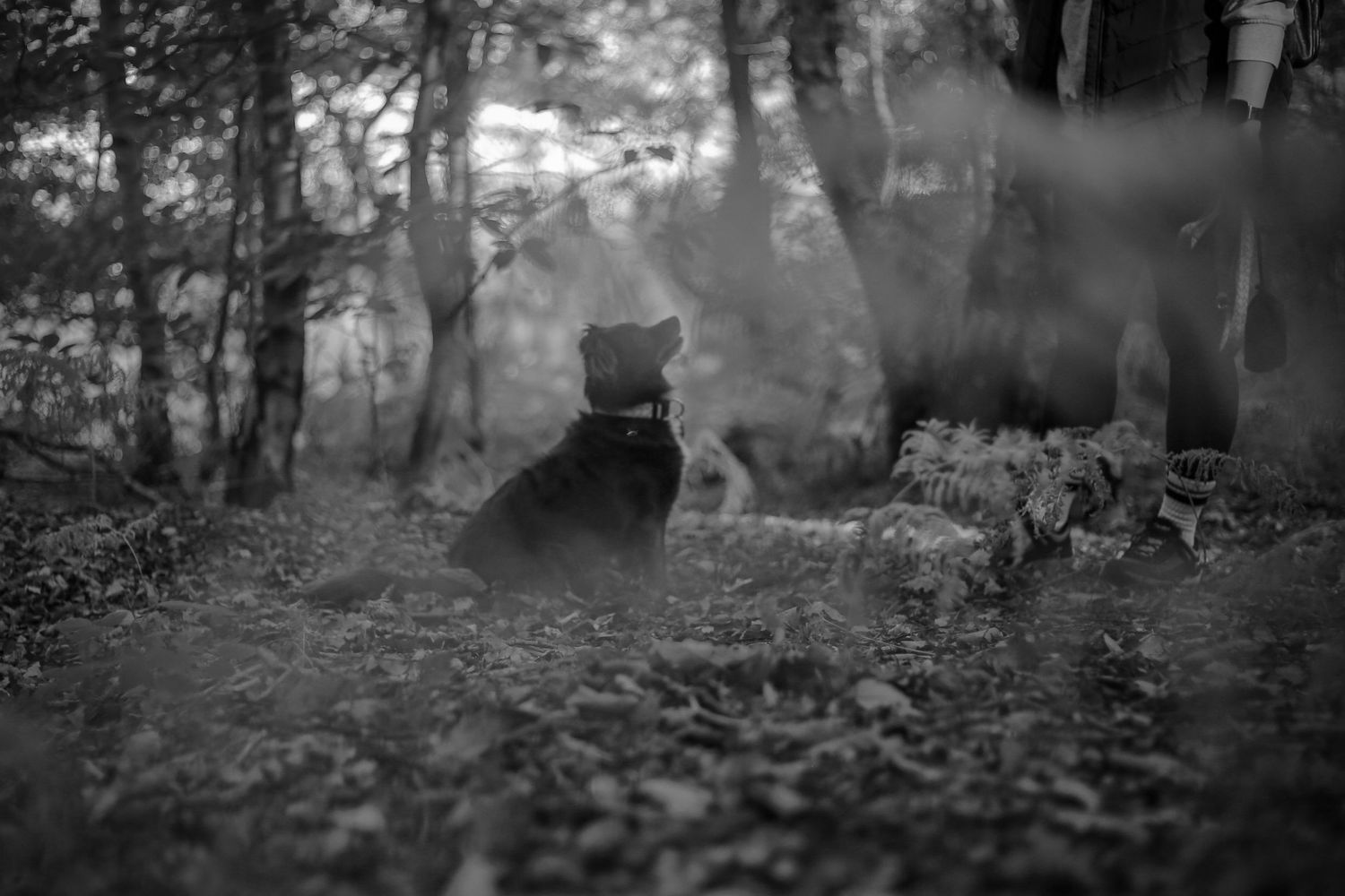 Barnsley, dog photography, dog photos, dog photographer