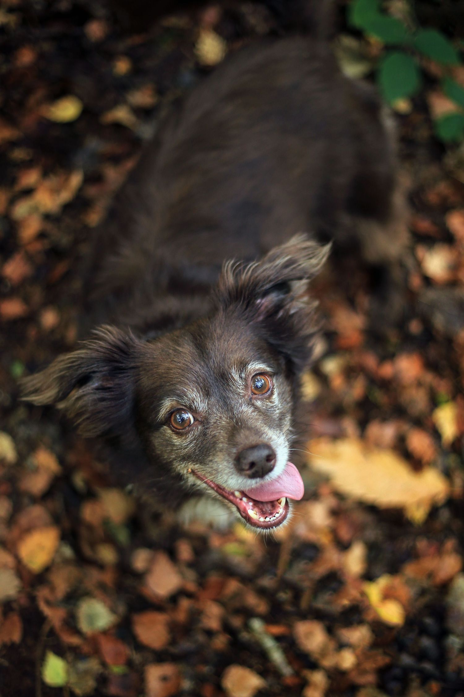 Barnsley, dog photography, dog photos, dog photographer