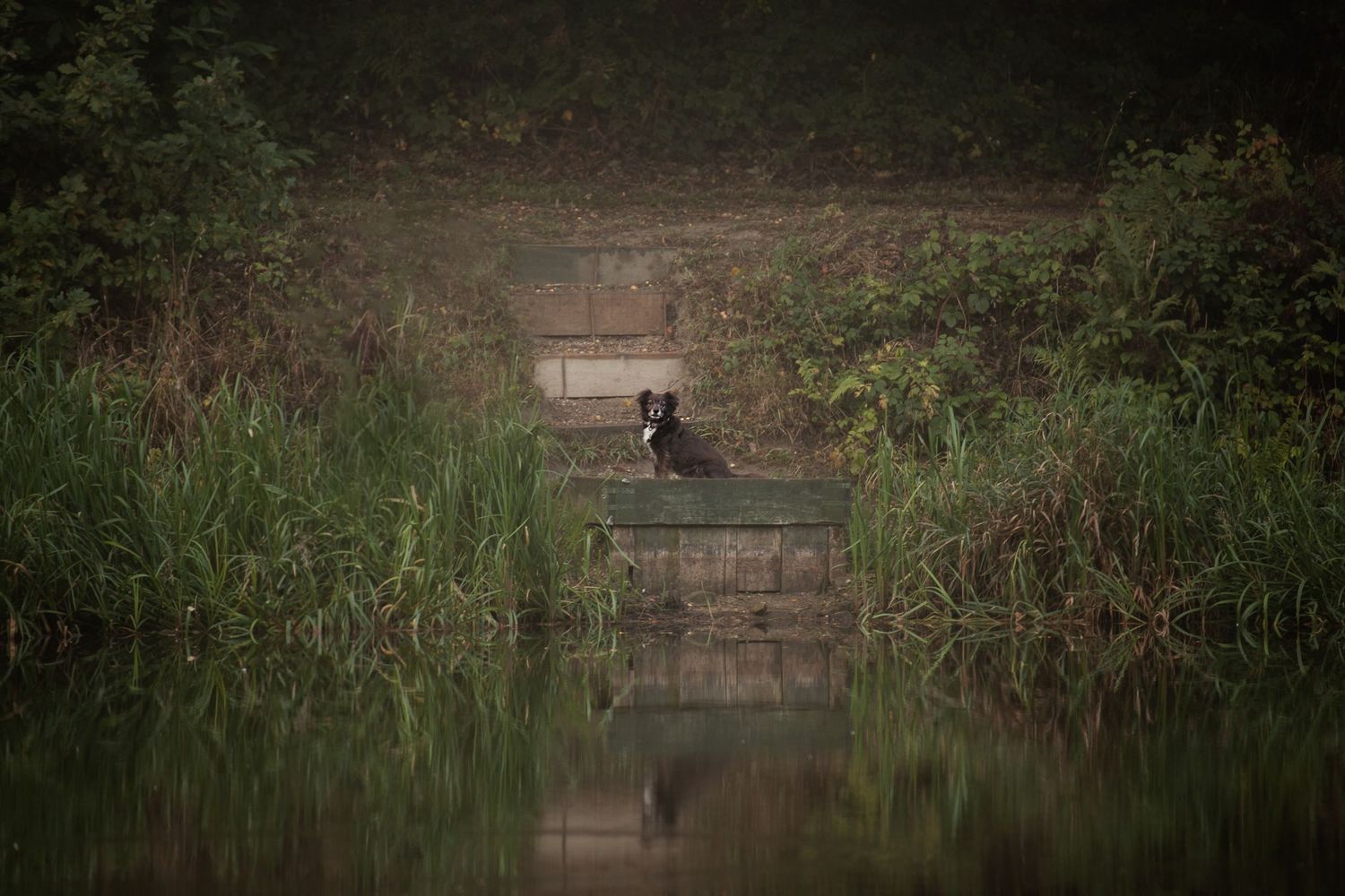 Barnsley, dog photography, dog photos, dog photographer