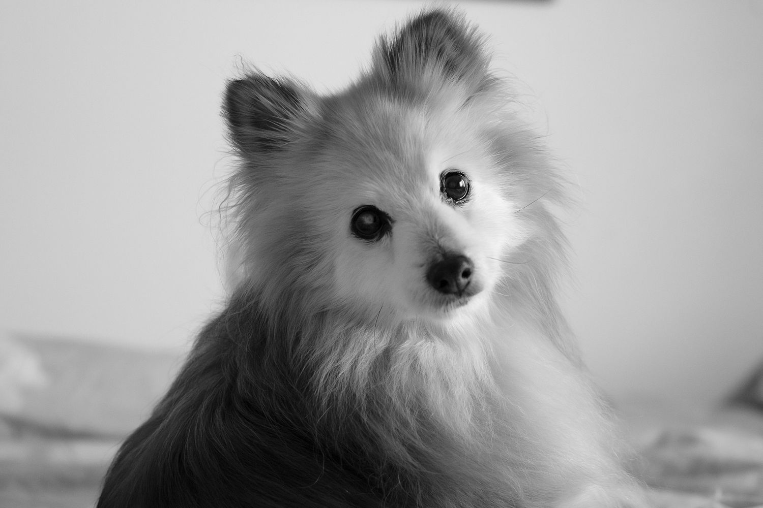 End of Life Pomeranian Photoshoot