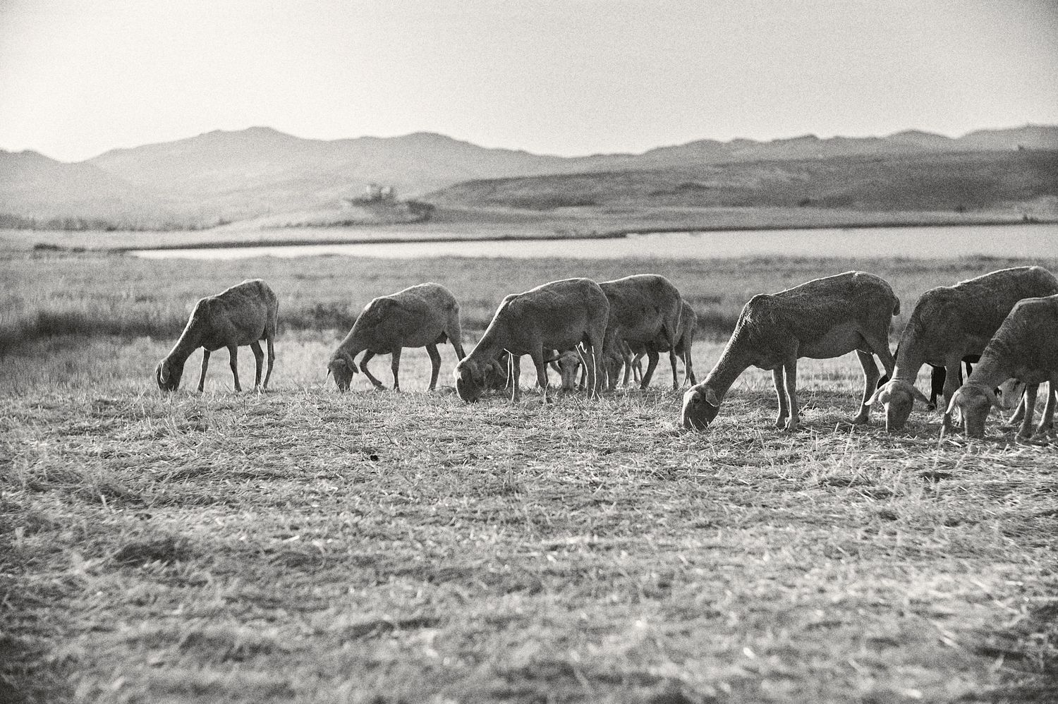 Domestic animals grazing on an expansive grassland with distant mountain ranges.
