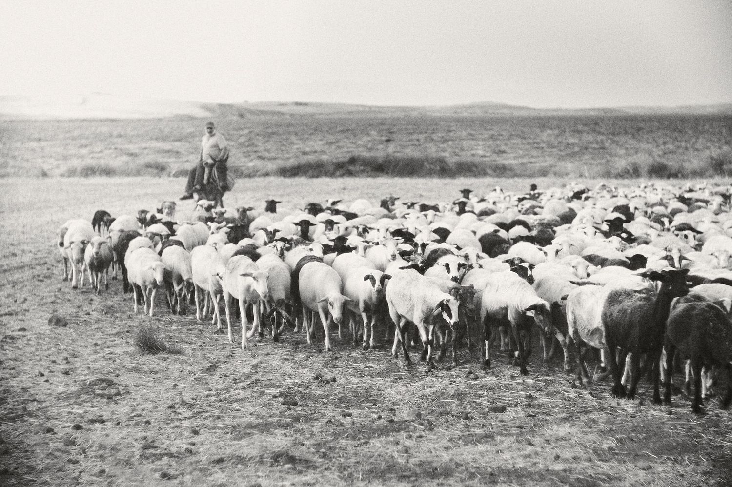 A group of sheep and shepherds move across an arid desert landscape in a black and white historical photograph.