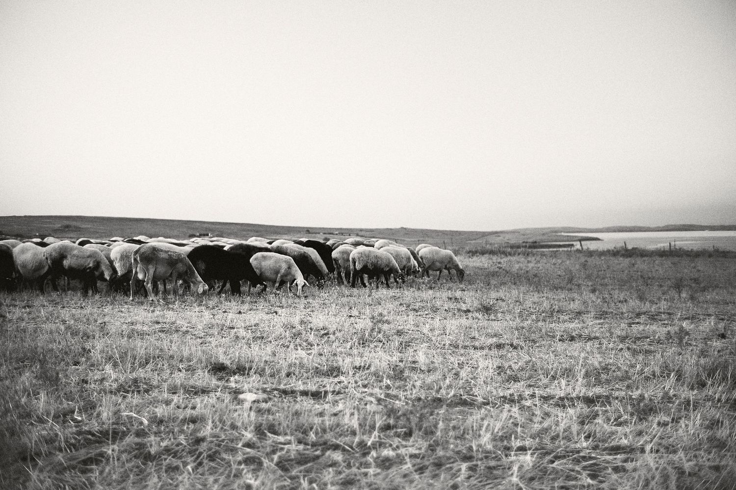 Wide shot of sheep and cattle herds moving across a rural pasture landscape.
