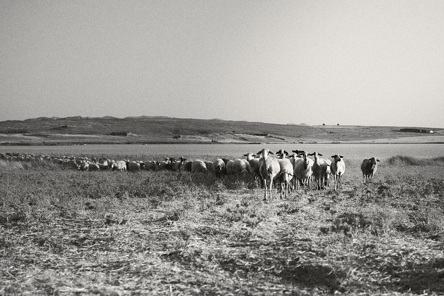 Black and white photograph of sheep dotting a vast prairie with hills in the distance.