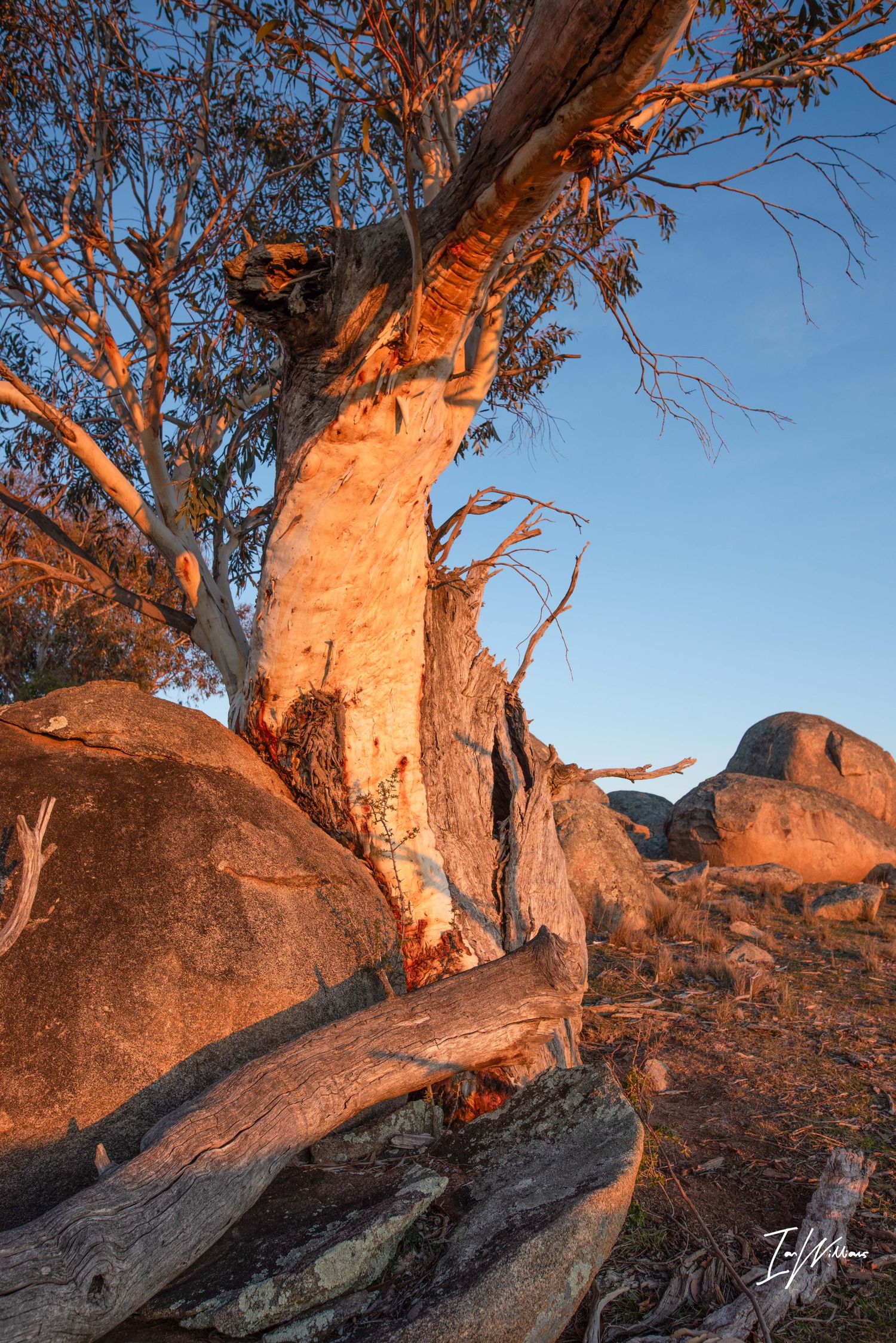 Snow gum