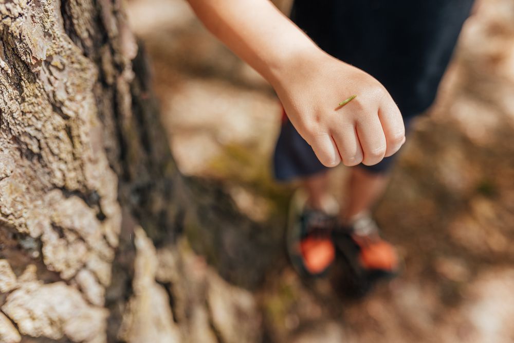 A child's hand in the woods with an inch worm on it. Whitney Popp, Arizona photographer
