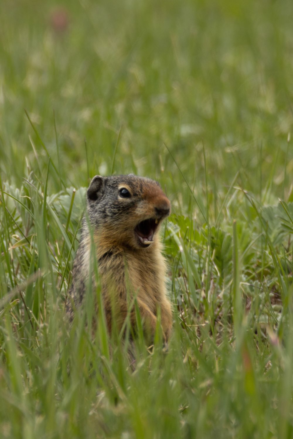 Ground squirl