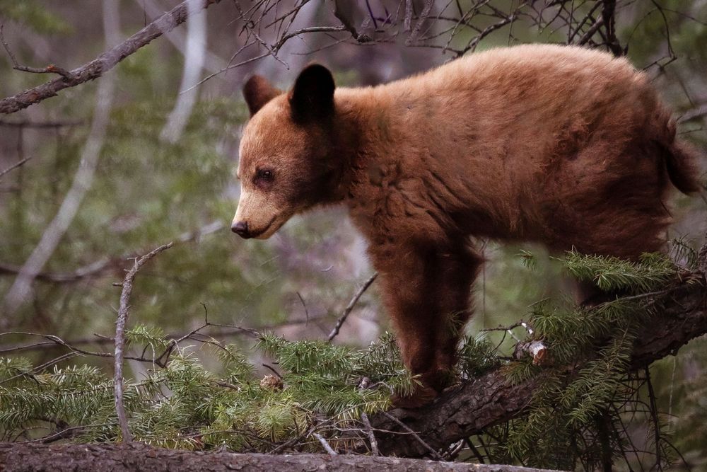Young brown bear cub exploring the forest in Jasper National park, Alberta, Canada