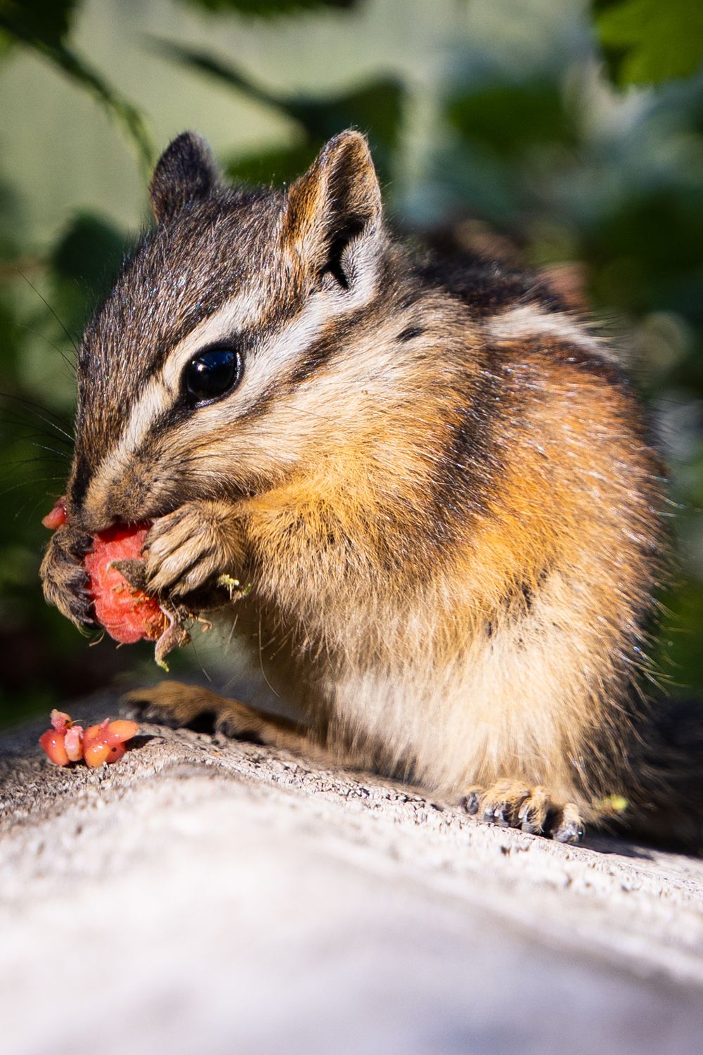 Squirl enjoying a raspberry for lunch, in Canmore, Alberta, Canada