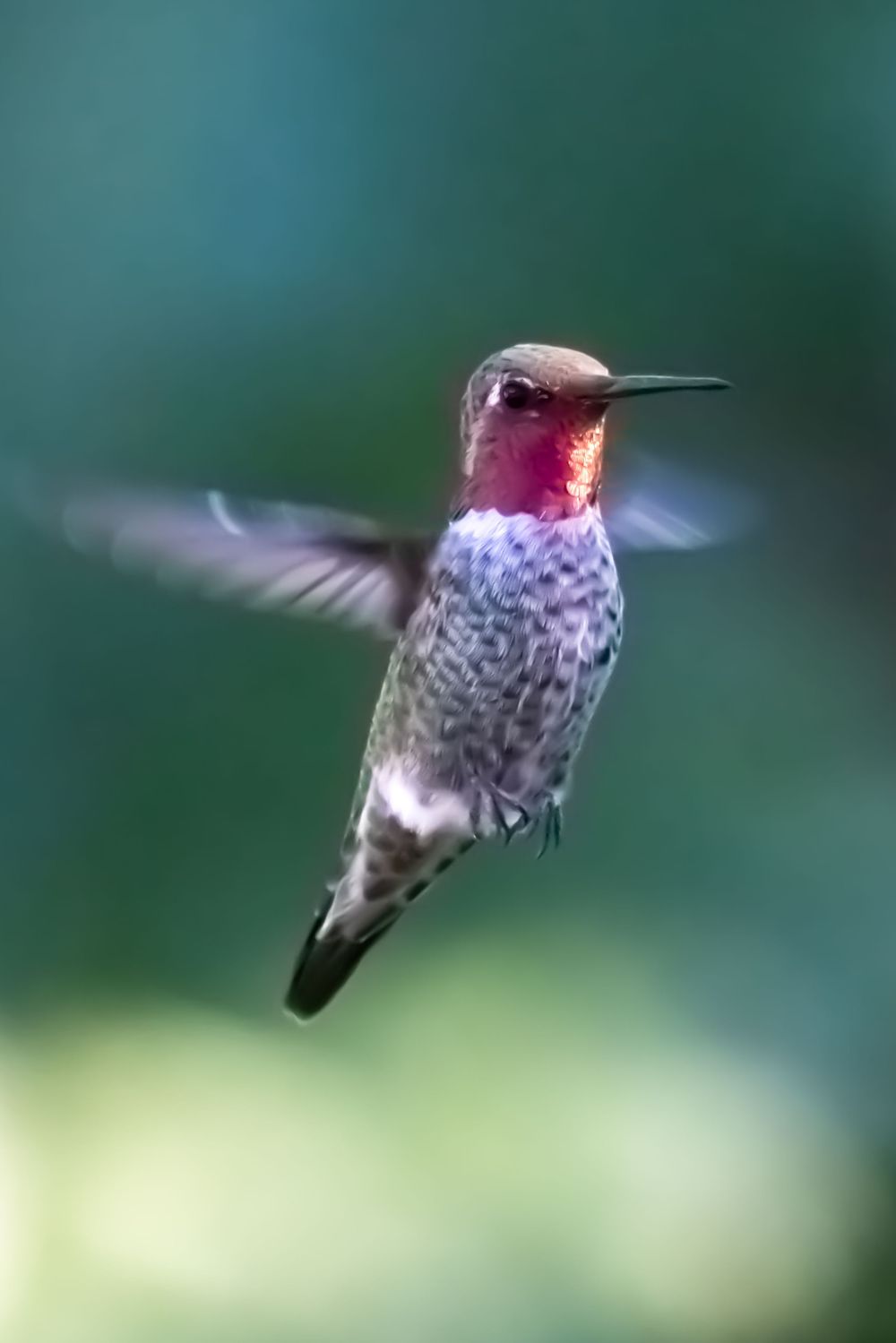 Hummingbird