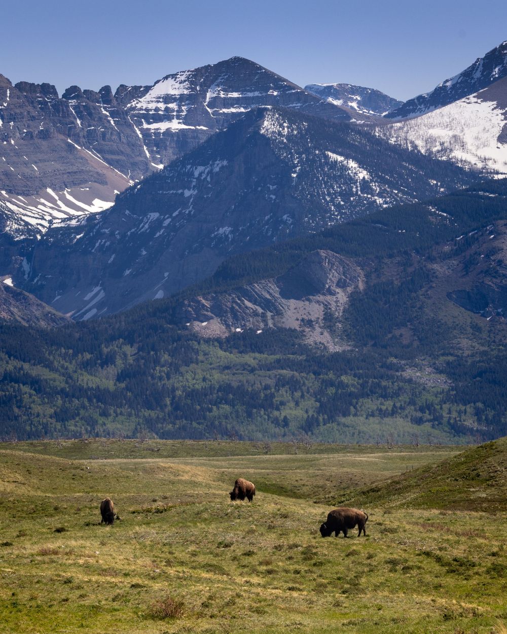 Bison, buffalo in Waterton National Park, Southern Alberta, Canada