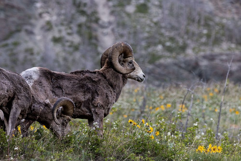 Mountain Sheep - a Ram looking out over a field of wildflowers