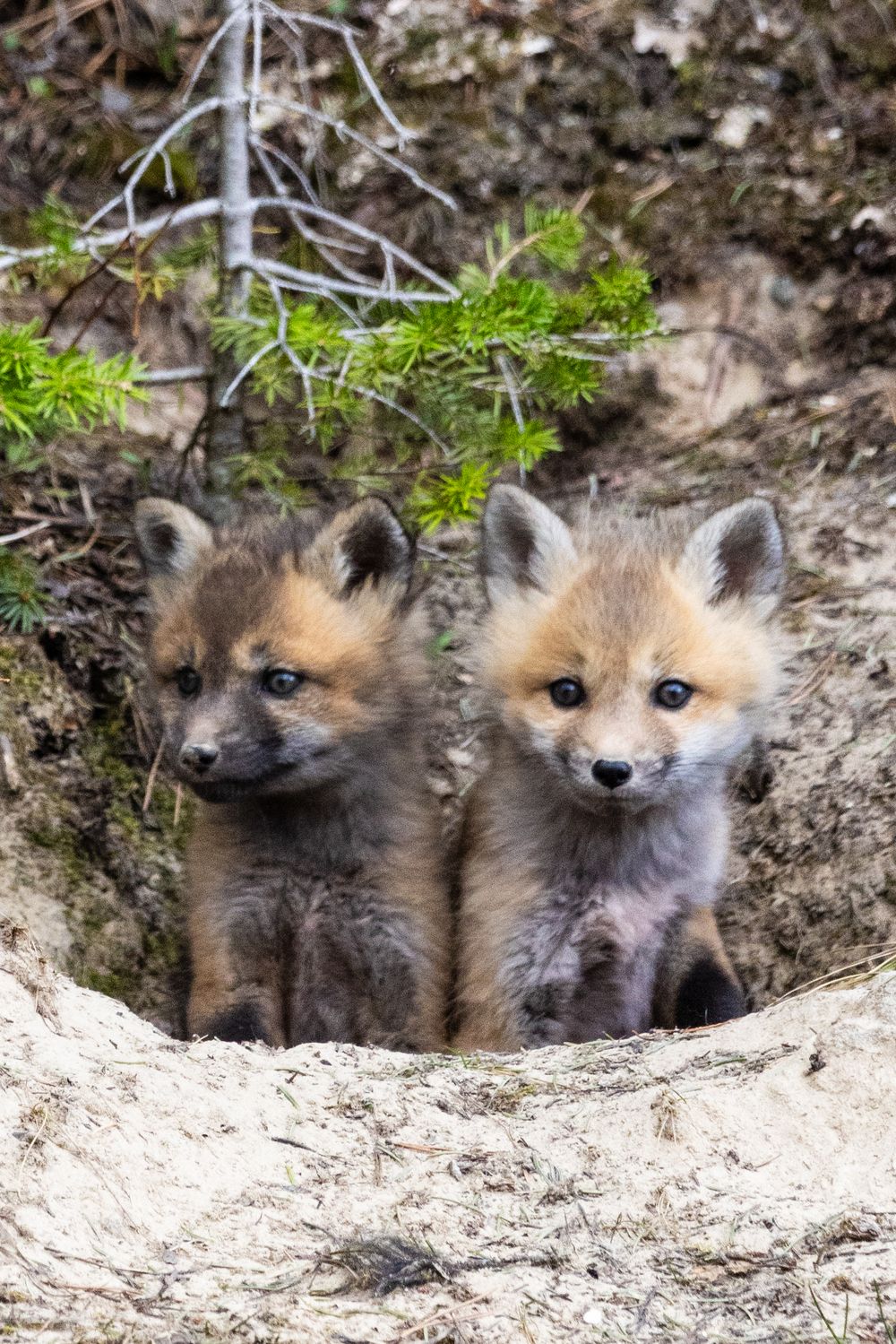 fox kittens