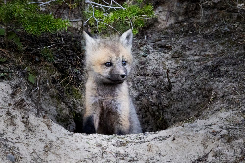 fox kitten