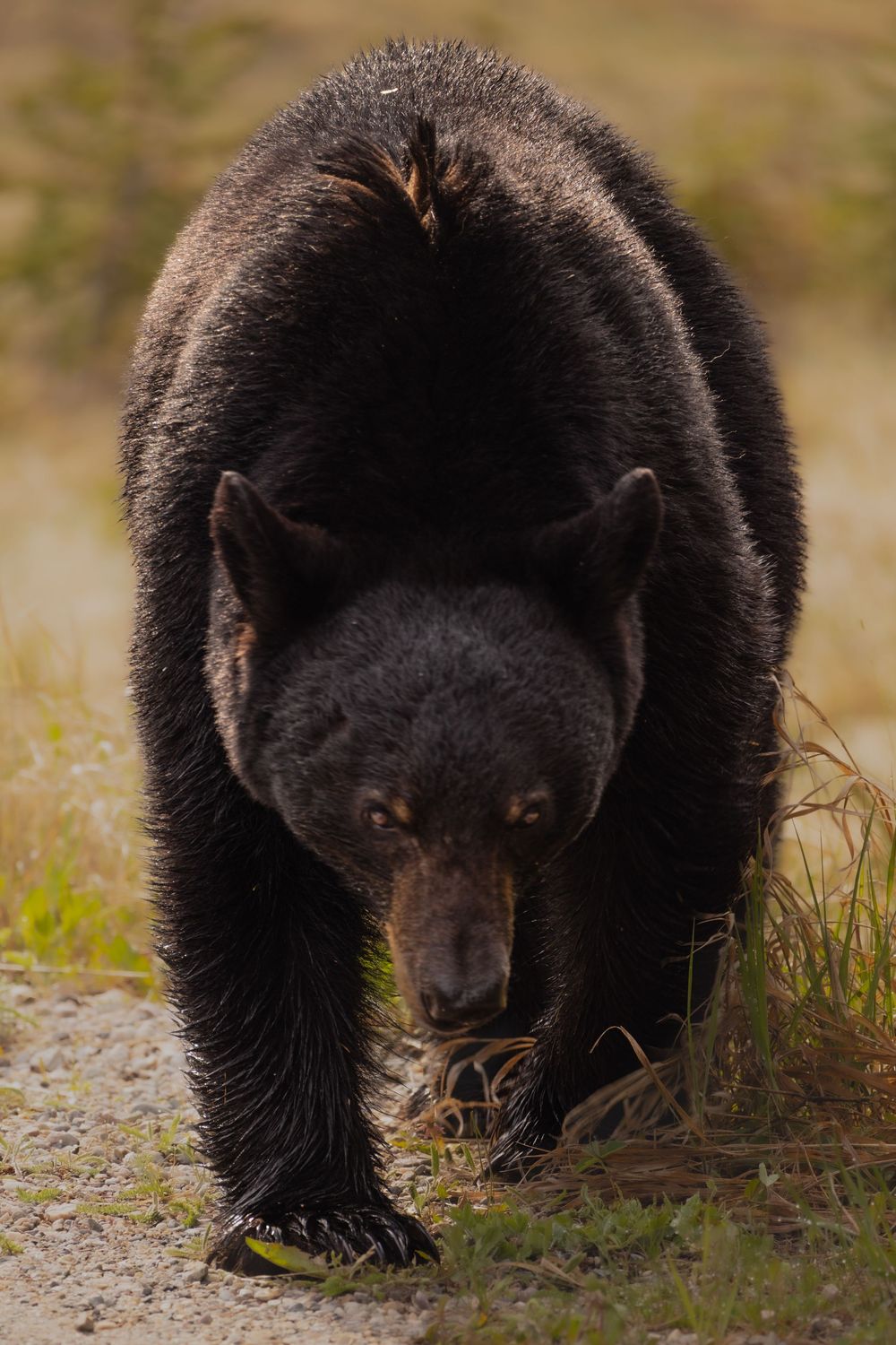 Black bear