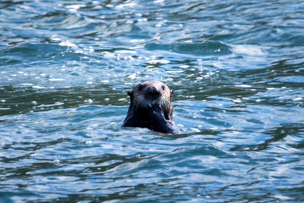 Sea Otter sticking its head out of the water