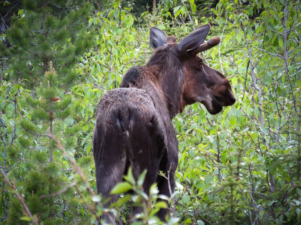 moose