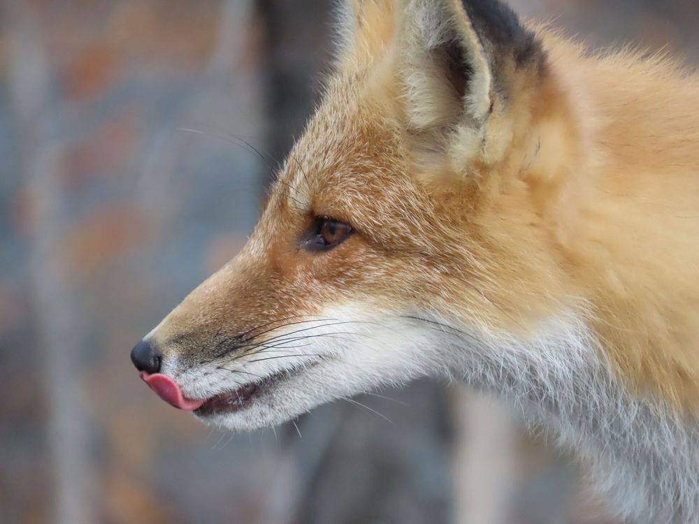 red fox