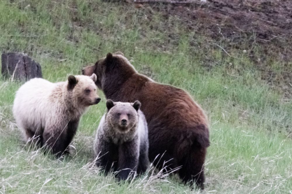 grizzly family
