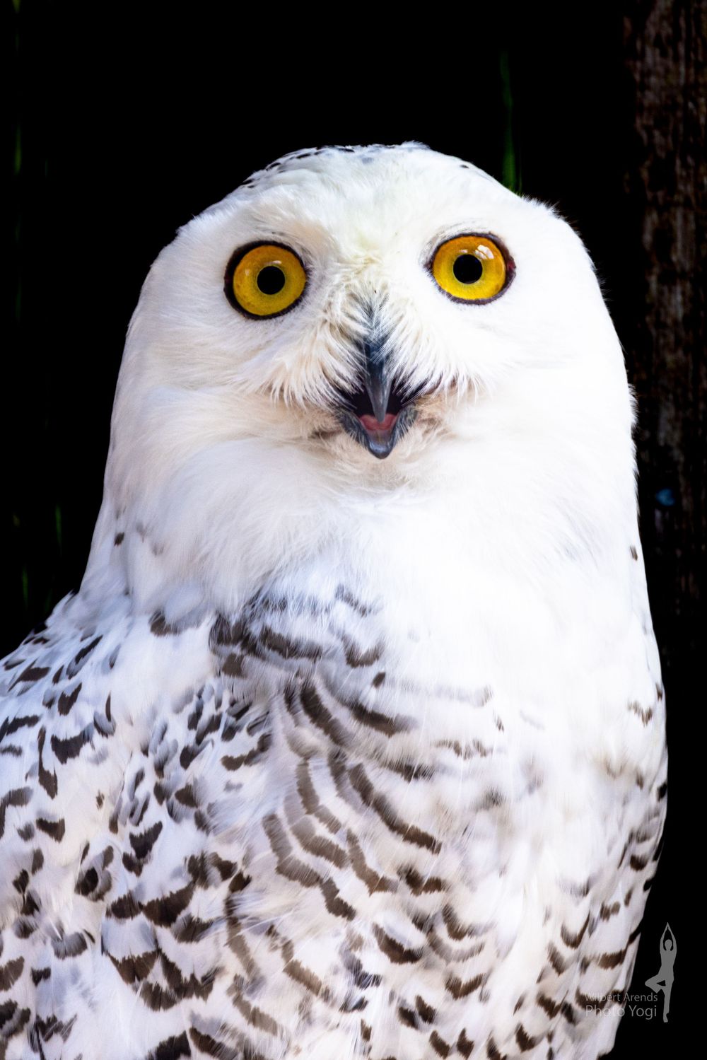 Snowy Owl