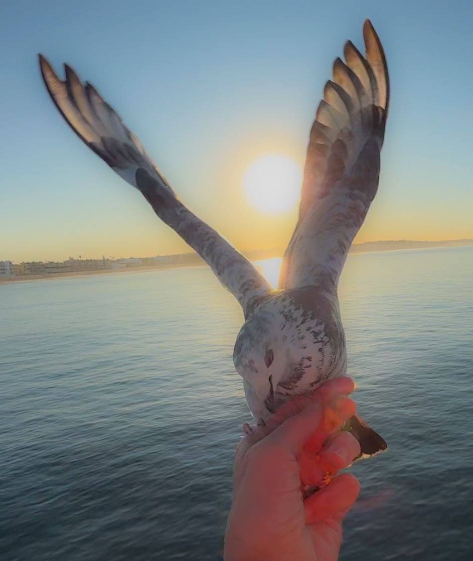 Pigeon flying close to camera with vibrant sunset and calm ocean waters in background.