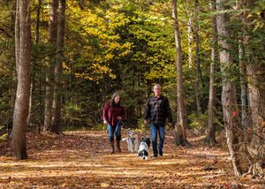 Couple walking two dogs on leashes along a leaf-covered forest trail surrounded by tall trees with golden autumn foliage.