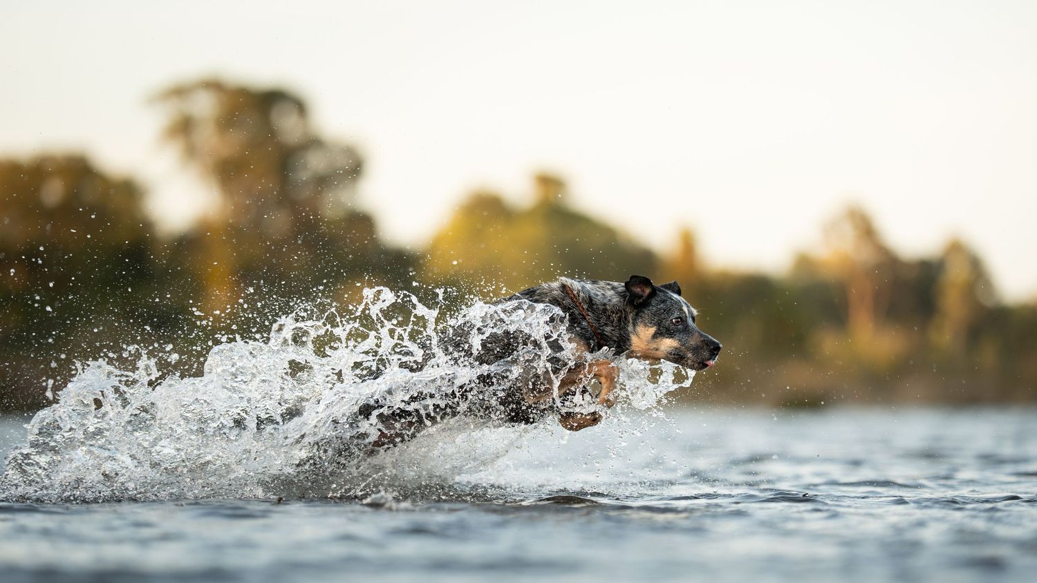 A Heeler jumps through clear water creating a dynamic splash pattern while during sunset.