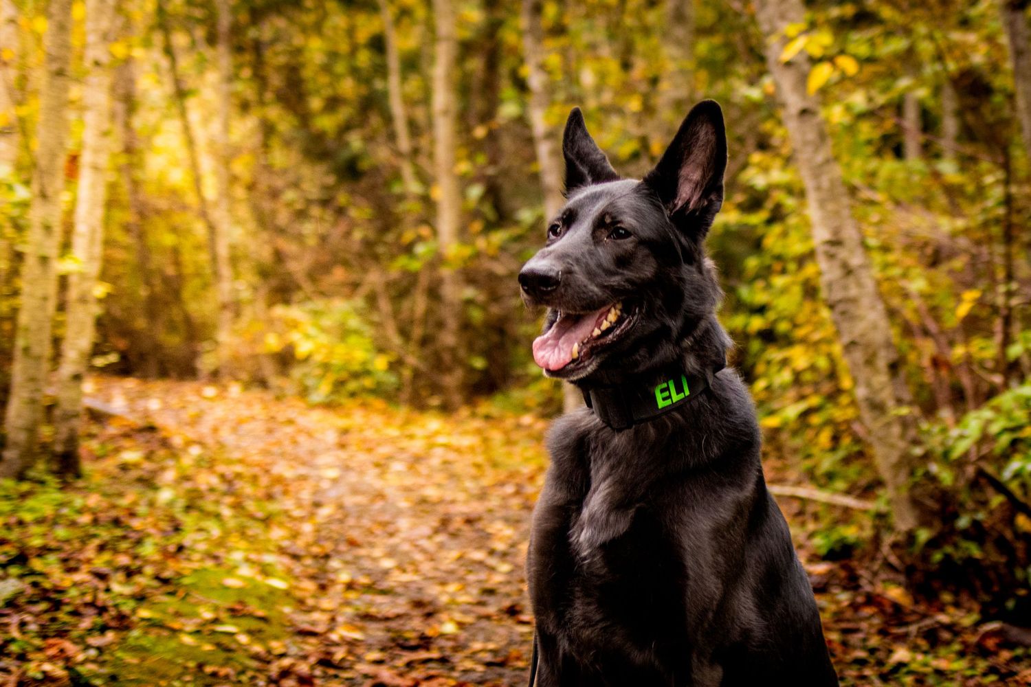 A black German Shepherd dog walks along an autumn forest trail surrounded by golden fallen leaves.