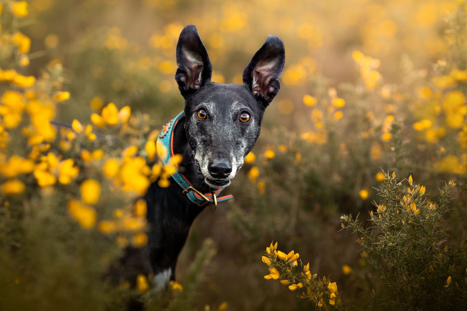 Dog photo shoot Oxford
Professional dog photographer Oxford.
Dog photographer near me
Reactive dog photographer
Dog photo shoot price