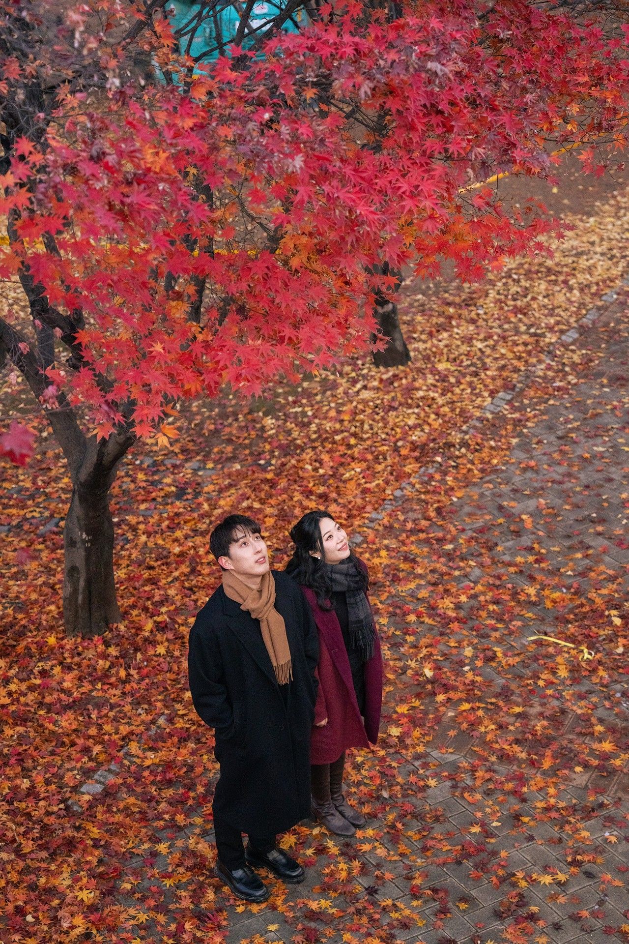 Two people admire vibrant red autumn foliage while standing on fallen leaves in a park.