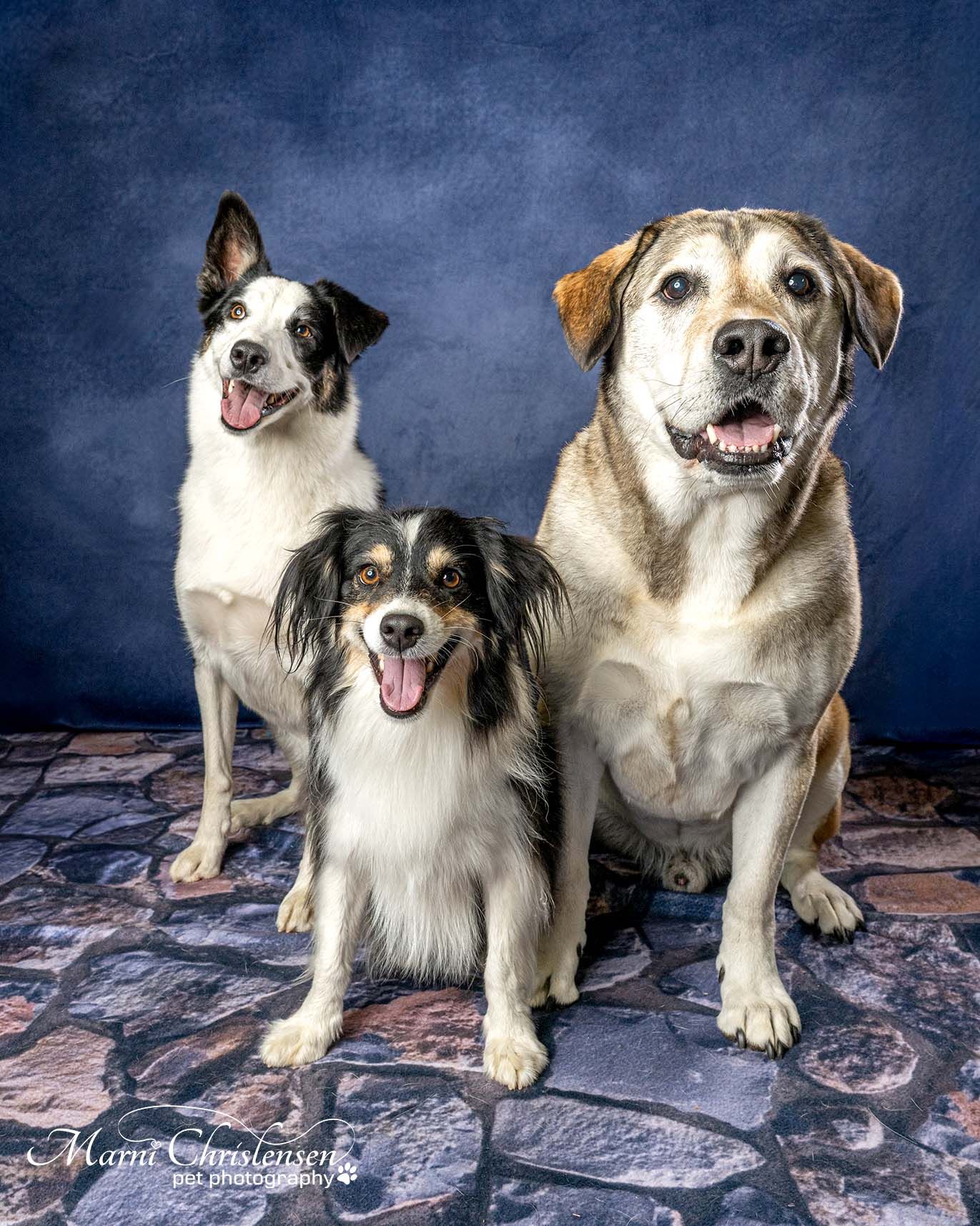 A German Shepherd dog's face shown in a sequence of six expressive poses against a dark blue background.