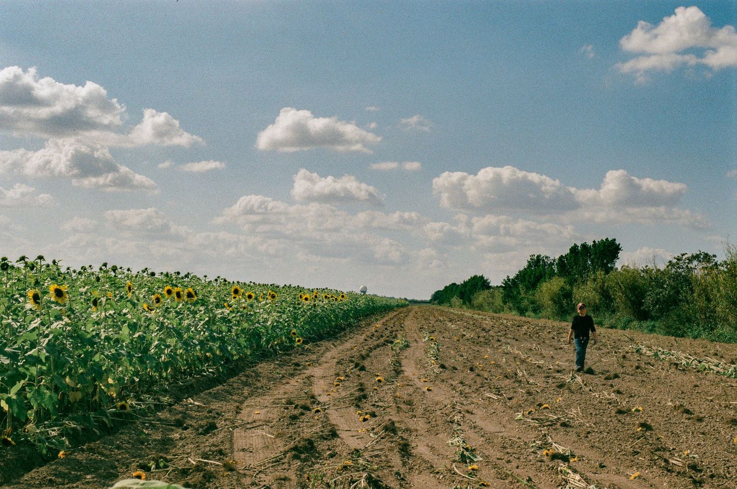 Lone figure walking along dirt path beside expansive sunflower field.