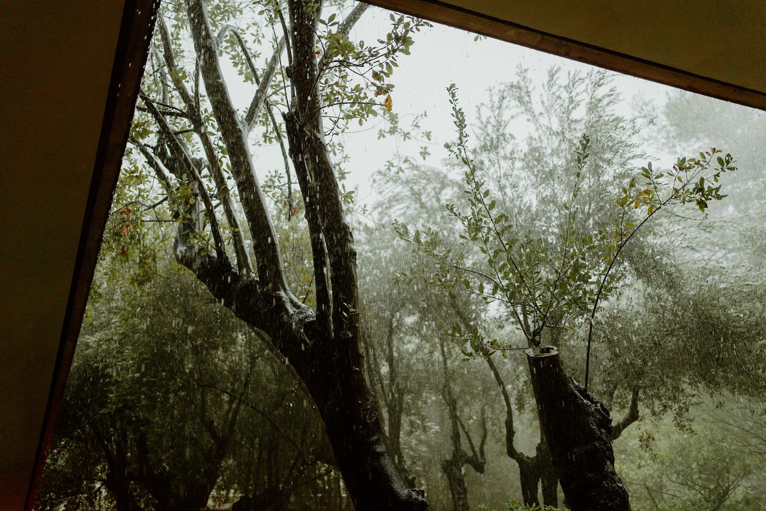 Misty forest view through a window frame with silhouetted trees in moody green tones.