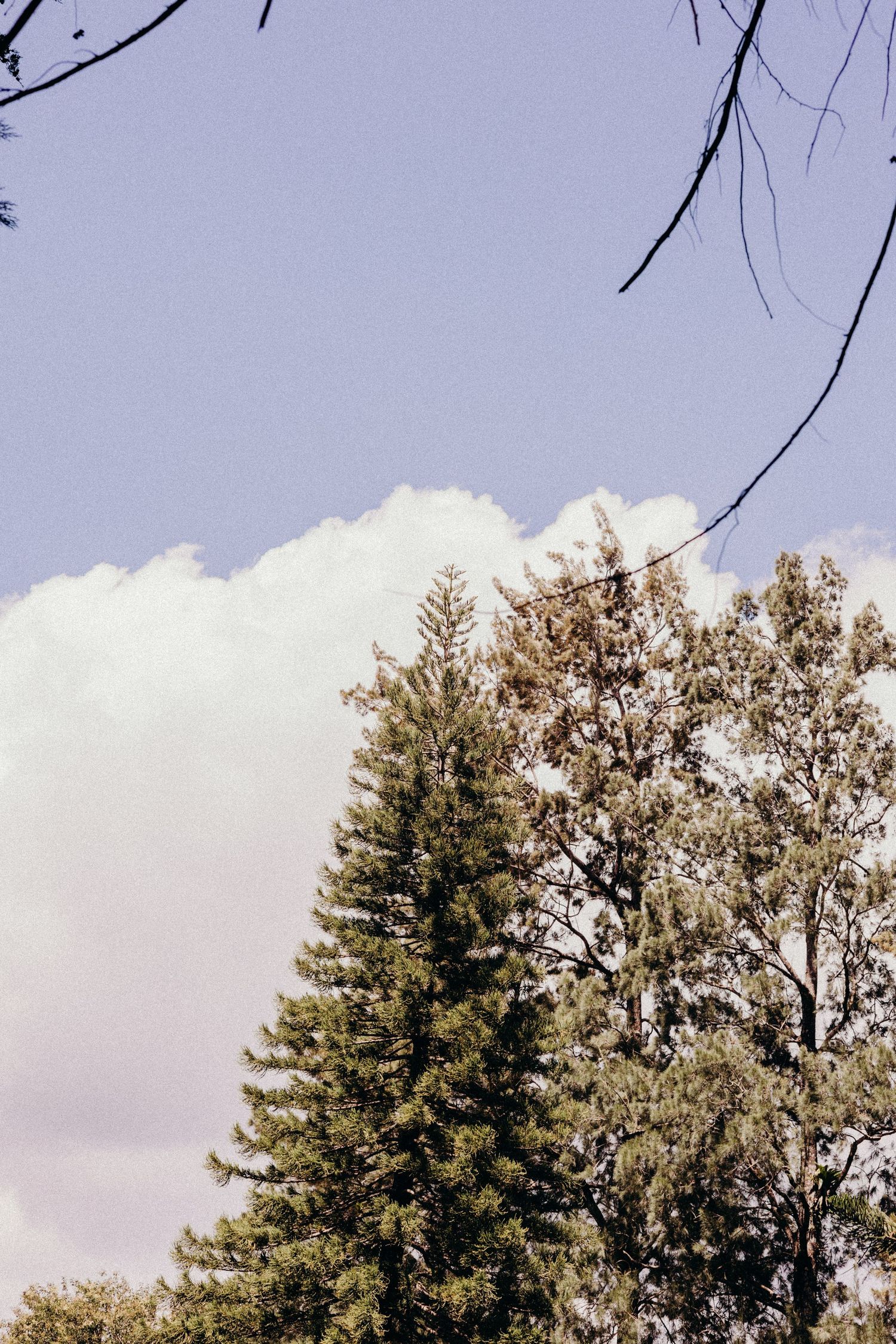 Tall evergreen trees and leafy deciduous trees stand against a light cloudy sky in a natural forest setting.