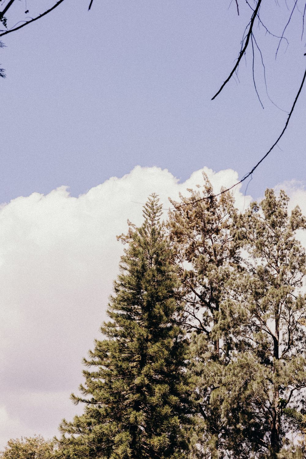 Tall green pine trees against a soft blue sky with fluffy white clouds, captured in a vintage film photography style.