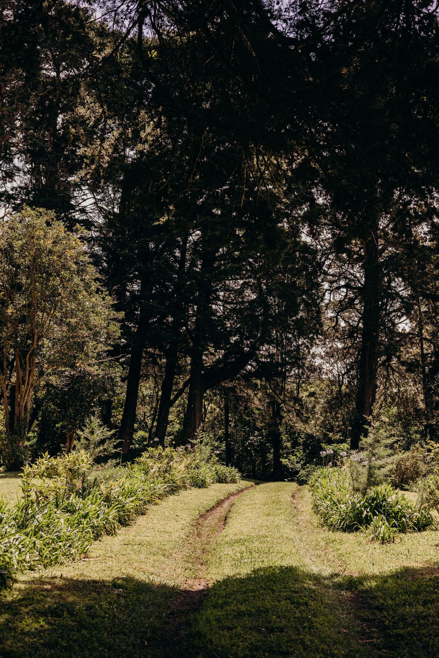 Scenic forest trail with dappled sunlight filtering through dense tree canopy creating a natural pathway.