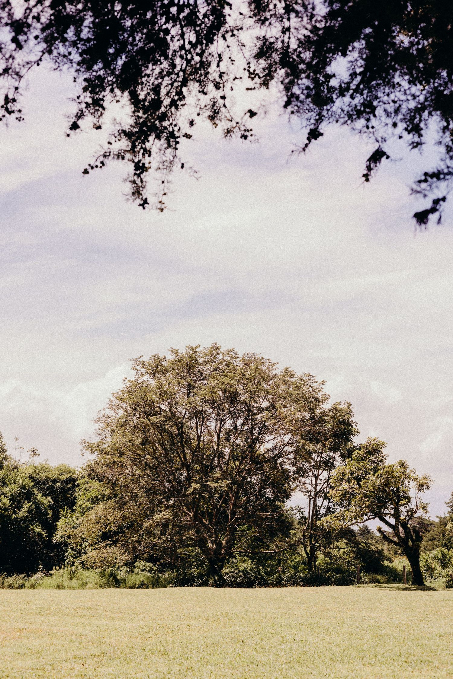 Panoramic sequence showing a large oak tree on a grassy hillside against a cloudy sky.